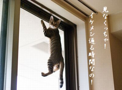 こねこ7 イケメン通る