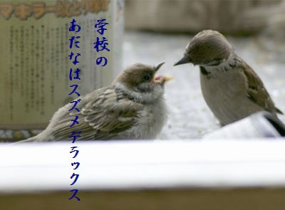 すずめの親子6 スズメデラックス