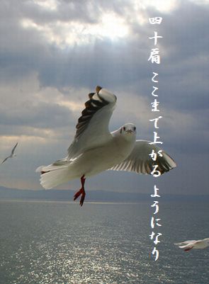 かもめ(アップ)四十肩