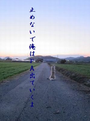 いぬ(帰りを待つ)FA犬