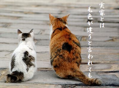 ねこ(デート)実家と毛色