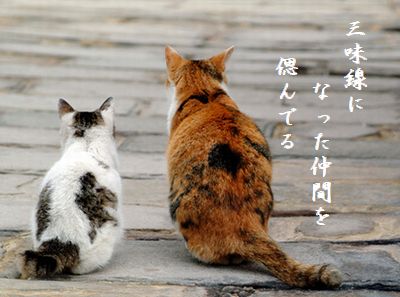 ねこ(デート)三味線