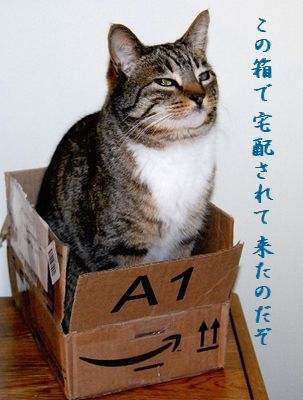 ネコと箱中宅配されてきた