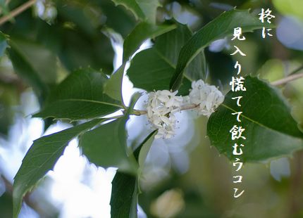 ひいらぎ1文字