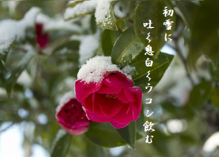 さざんか(雪化粧)文字