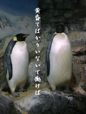 ペンギン(皇帝ペンギン)黄昏