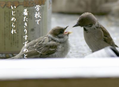 すずめの親子6 着たきりすずめ