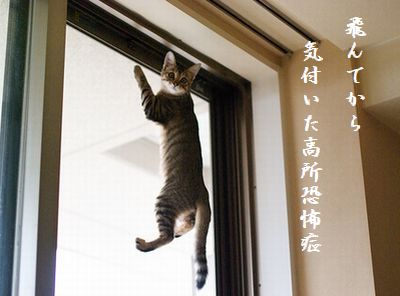 こねこ7 高所恐怖症