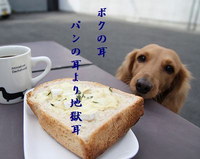 いぬとトースト地獄耳