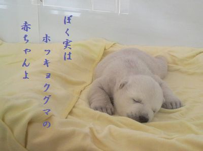 しろくま赤ちゃん僕実は