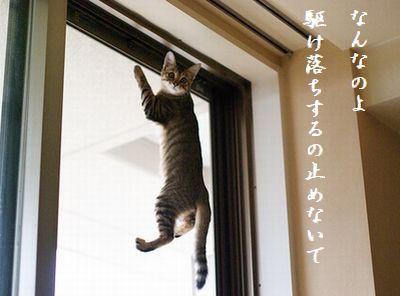 こねこ7 駆け落ち