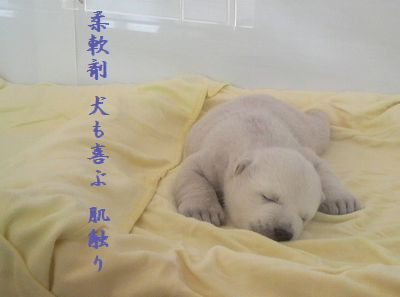 しろくま赤ちゃん柔軟剤