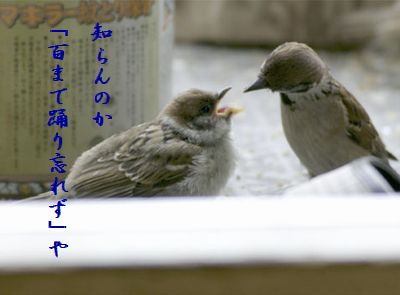すずめの親子6 百まで踊り