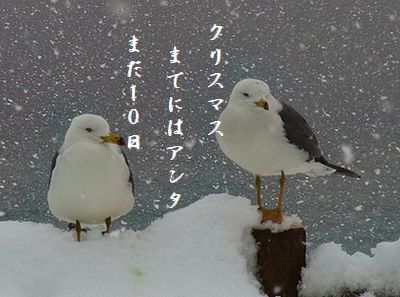 カモメの親子(冬・親不知)クリスマス