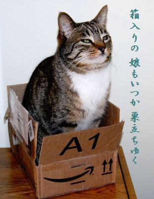 ネコと箱巣立つ娘