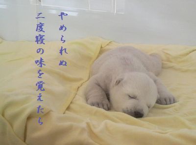しろくま赤ちゃん二度寝