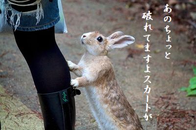 ウサギ(行かないで)スカート破れ英