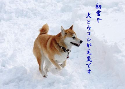 いぬと雪3元氣