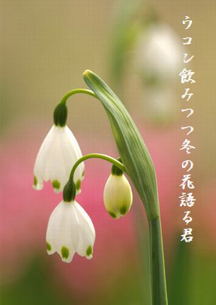 スノードロップ文字