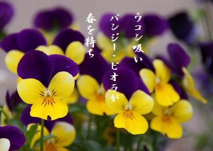 パンジービオラ文字入