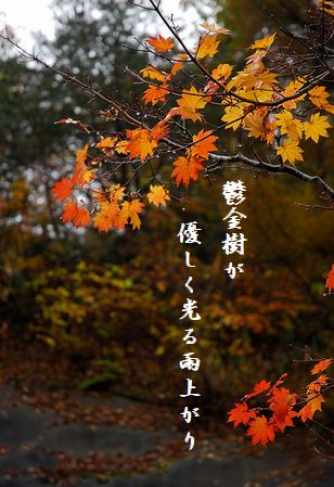 こうよう(飛騨)雨文字