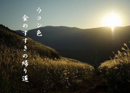 すすき(箱根仙石原2)文字11.6