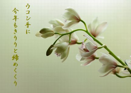 シンビジウム文字