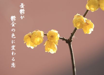 ふゆの花(蝋梅2)文字