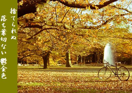 こうようと自転車(代々木公園)文字
