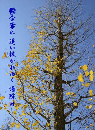 イチョウ落葉文字