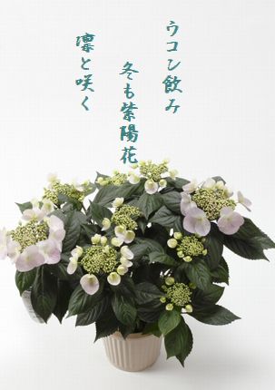 ふゆ咲き紫陽花文字