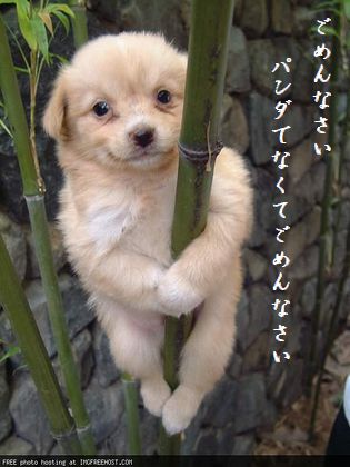 たけを登る犬文字