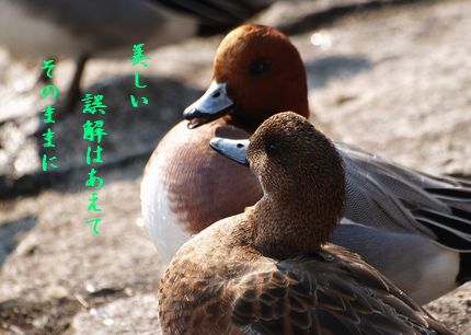 U1-J美しい誤解
