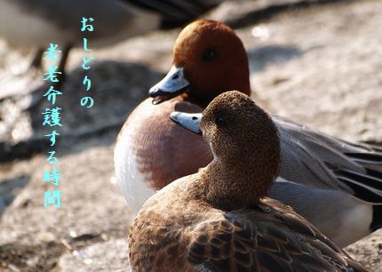 U1-J老老介護