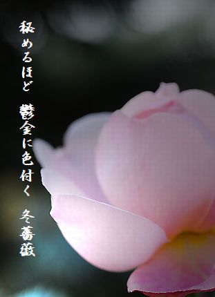 ふゆ薔薇2文字
