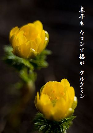 ふくじゅ草文字