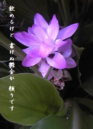 ウコンの花文字