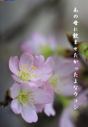ふゆの花(桜2月)文字