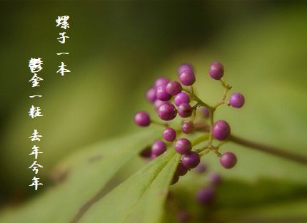 むらさきの実(冬)文字