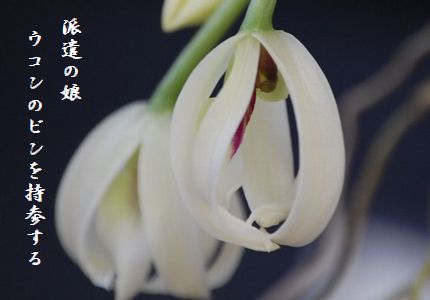 ふゆの花(ラン)文字