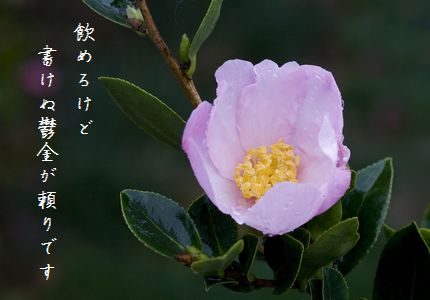 さざんか2文字新