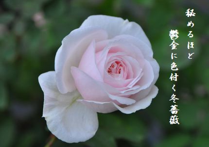 ふゆ薔薇6文字