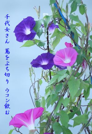あさがお6文字