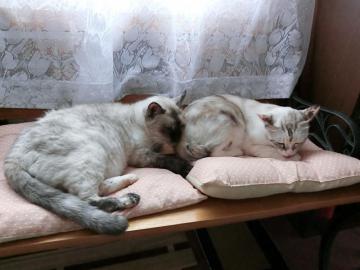CIMG0093_convert_20121122154959.jpg