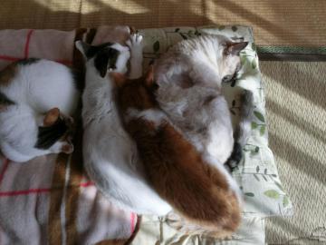 CIMG1109_convert_20121220143144.jpg