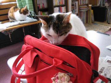 IMG_1141_convert_20120426200207.jpg