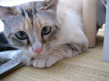 IMG_1166_convert_20120606102153.jpg