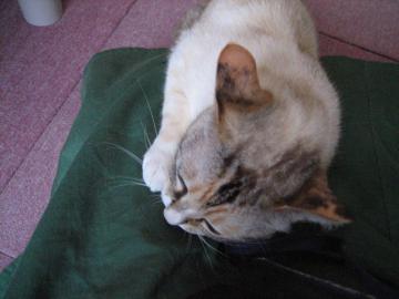 IMG_1728_convert_20120510192138.jpg
