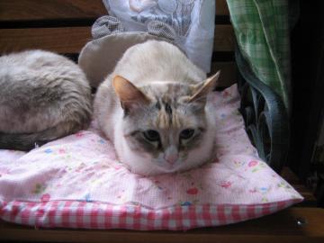 IMG_1873_convert_20120603091514.jpg