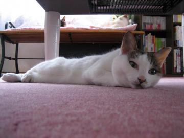 IMG_1986_convert_20120529130401.jpg
